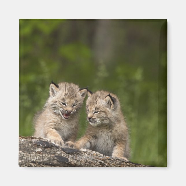 Two Canada Lynx (Lynx Canadensis) Kittens Magnet (Front)