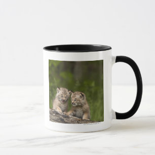 Two Canada Lynx (Lynx Canadensis) Kittens Mug