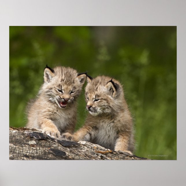 Two Canada Lynx (Lynx Canadensis) Kittens Poster (Front)