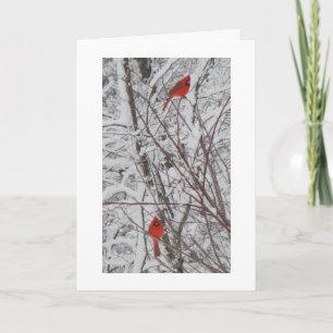 Two Cardinals White Border 5x7 Christmas Card