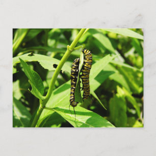 Two Caterpillars Postcard