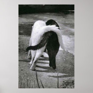 TWO CATS - FRIENDS - BEST POSTER & CANVAS PRINTS