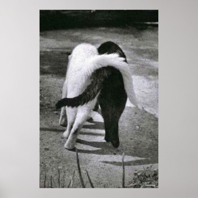 TWO CATS - FRIENDS - BEST POSTER & CANVAS PRINTS (Front)