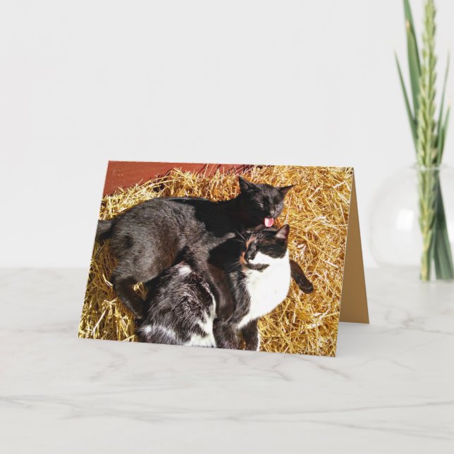 Two Cats in Love Greeting Card (Front)