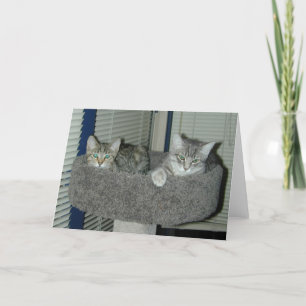 Two cats in the kitty condo card