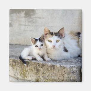 Two cats on stone steps magnet