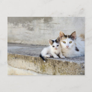 Two cats on stone steps postcard
