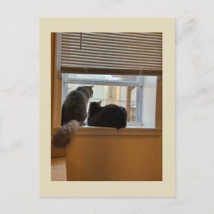 Two Cats on Window Postcard