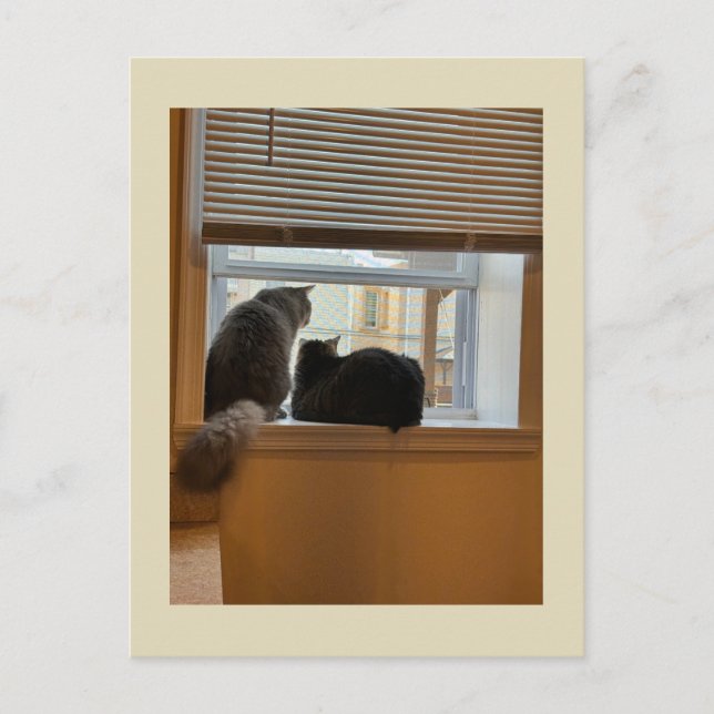 Two Cats on Window Postcard (Front)