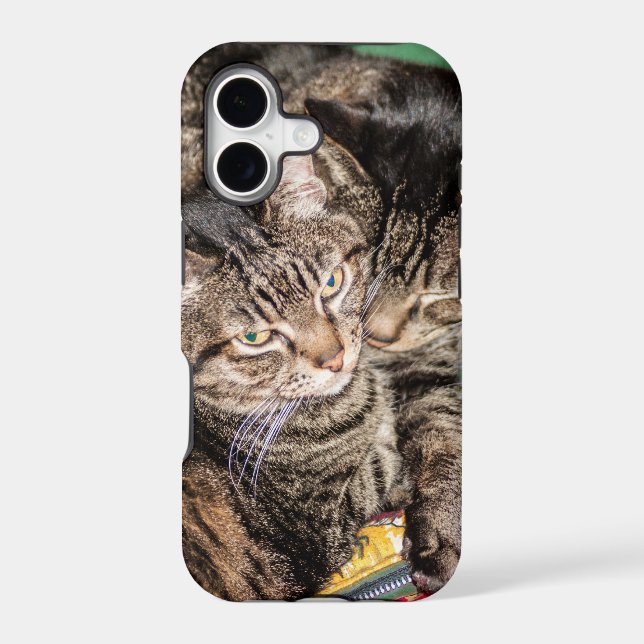 Two Cats Snuggling (Back)