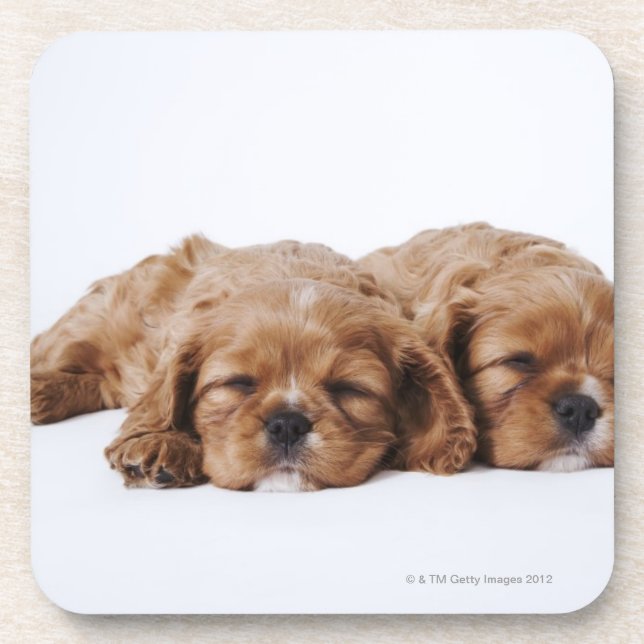 Two Cavalier King Charles Spaniel puppies Coaster (Front)