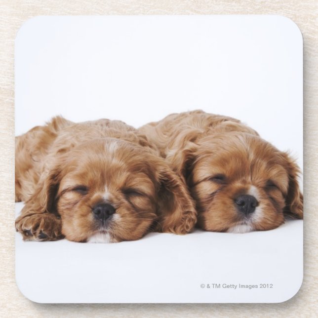 Two Cavalier King Charles Spaniel puppies Coaster (Front)