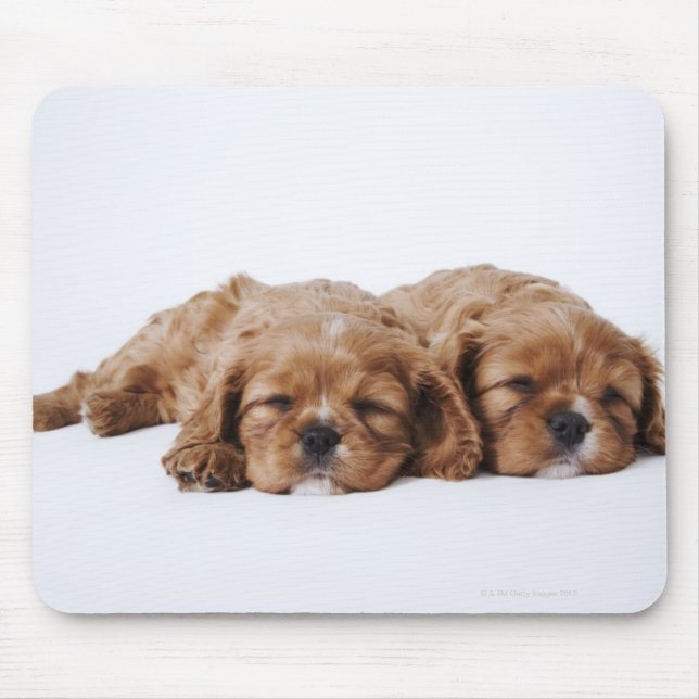 Two Cavalier King Charles Spaniel puppies Mouse Pad (Front)