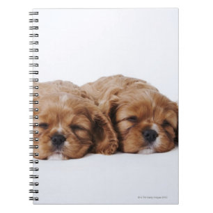 Two Cavalier King Charles Spaniel puppies Notebook