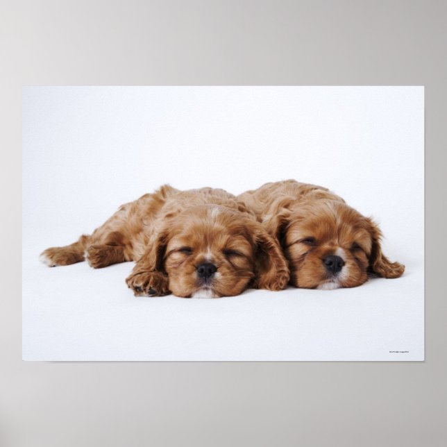 Two Cavalier King Charles Spaniel puppies Poster (Front)
