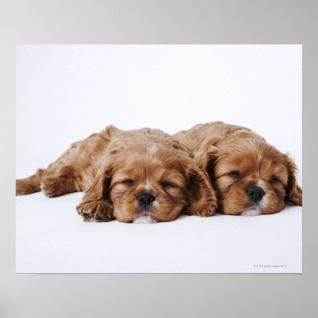 Two Cavalier King Charles Spaniel puppies Poster (Front)