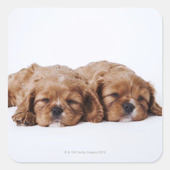 Two Cavalier King Charles Spaniel puppies Square Sticker (Front)