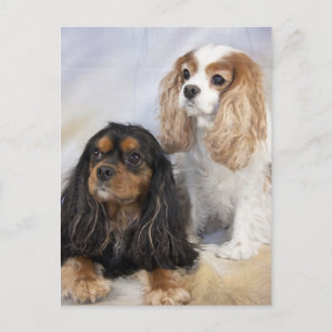 Two Cavalier King Charles Spaniels Postcard