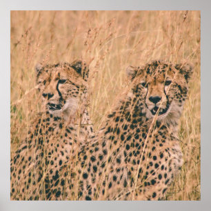 TWO CHEETAH SITTING ON FIELD AT DAYTIME POSTER