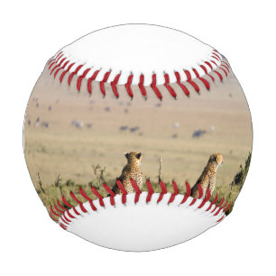 Two cheetahs on the look out baseball