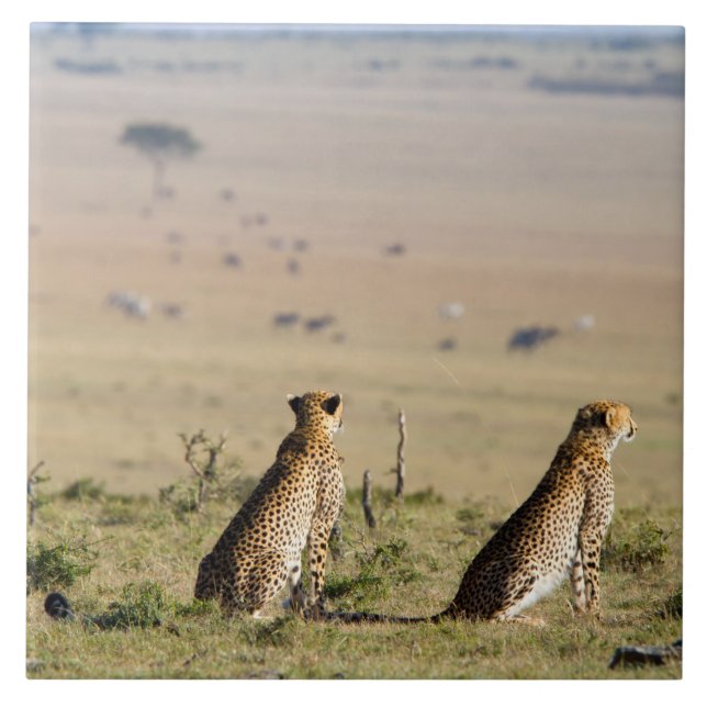 Two cheetahs on the look out ceramic tile (Front)