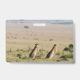 Two cheetahs on the look out ID badge
