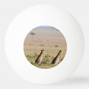 Two cheetahs on the look out ping pong ball