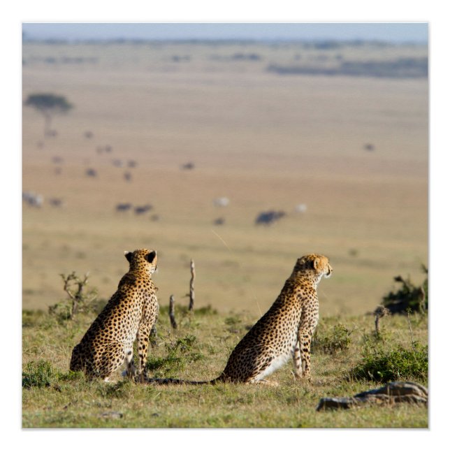 Two cheetahs on the look out poster (Front)