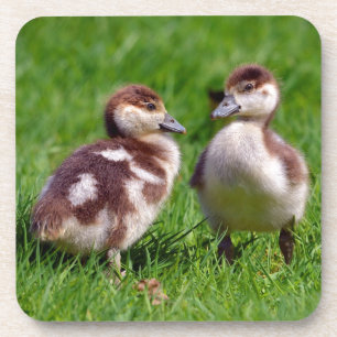 Two chicks of Egyptian Geese Coaster