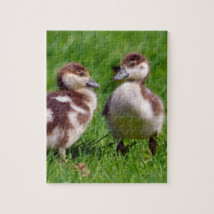 Two chicks of Egyptian Geese Jigsaw Puzzle