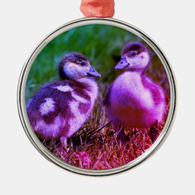 Two chicks of Egyptian Geese Metal Ornament (Front)