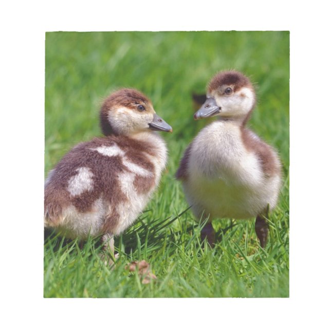 Two chicks of Egyptian Geese Notepad (Front)