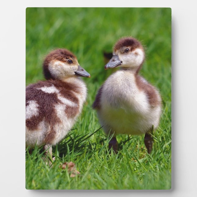 Two chicks of Egyptian Geese Plaque (Front)