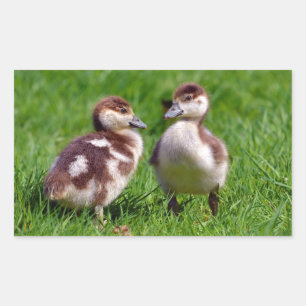 Two chicks of Egyptian Geese Rectangular Sticker