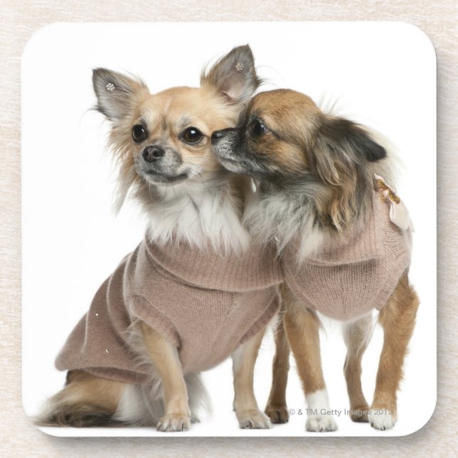 Two Chihuahuas dressed (2 years old) Coaster (Front)