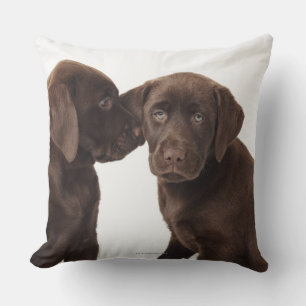 Two chocolate Labrador Retriever Puppies Cushion
