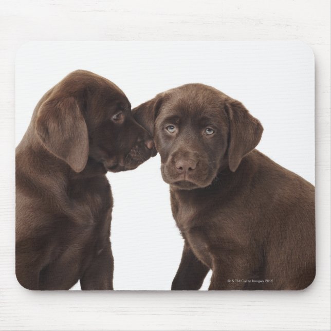Two chocolate Labrador Retriever Puppies Mouse Pad (Front)