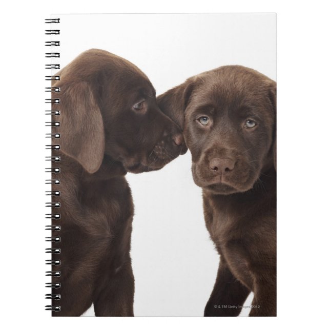 Two chocolate Labrador Retriever Puppies Notebook (Front)