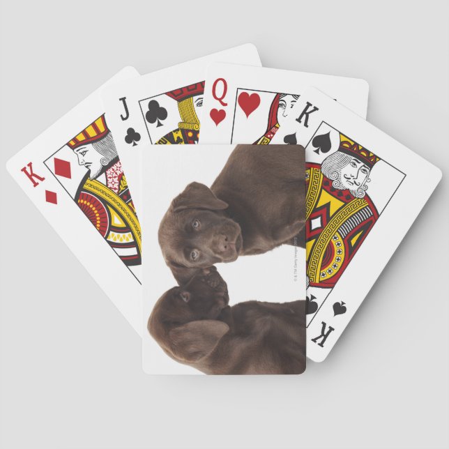 Two chocolate Labrador Retriever Puppies Playing Cards (Back)