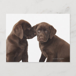Two chocolate Labrador Retriever Puppies Postcard