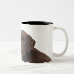 Two chocolate Labrador Retriever Puppies Two-Tone Coffee Mug