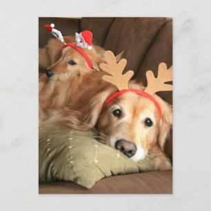 Two Christmas Holiday Golden Retrievers Postcard