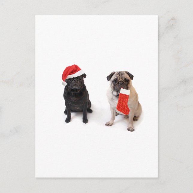Two christmas pugs holiday postcard (Front)