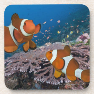 Two Clownfish Coaster