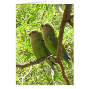Two Cockatoos of Arizona