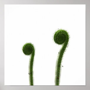 Two Coiled Sundew Leaves Poster