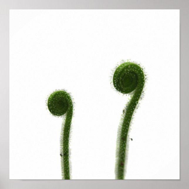Two Coiled Sundew Leaves Poster (Front)