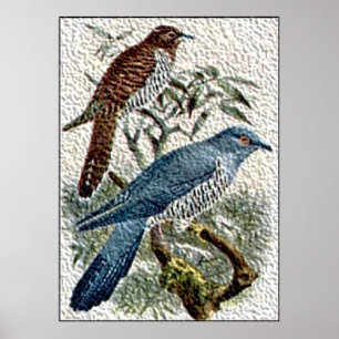 Two Coloured Cuckoo Birds in Textured Poster