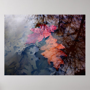 Two Colourful Autumn Leavew in Water Pool Poster