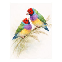 Two Colourful Gouldian Finch Birds